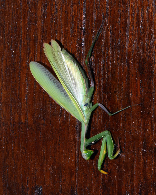 Mantis religiosa ?